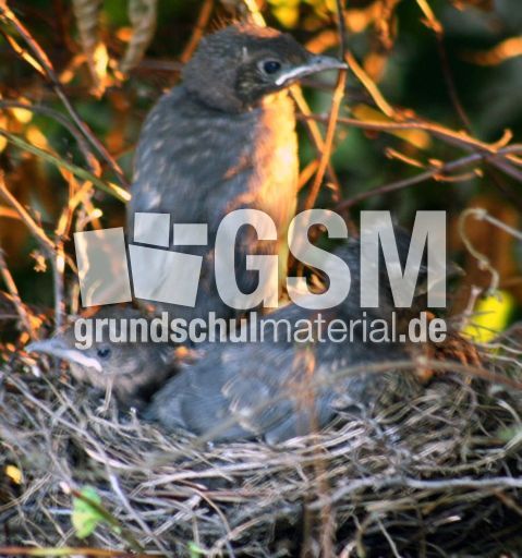 Amsel-8-Tag-Sonnenuntergang.jpg